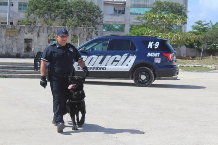 Detectan droga gracias a oficial canino en Playa del Carmen