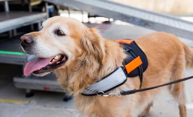 Perros de apoyo emocional podrían quedar restringidos en aerolíneas de Estados Unidos