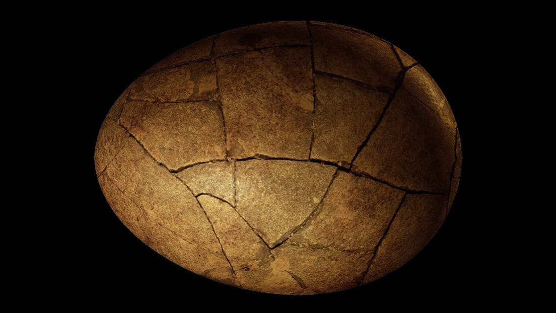 Ruso vende huevo con embrión fosilizado de dinosaurio de hace 65 millones de años
