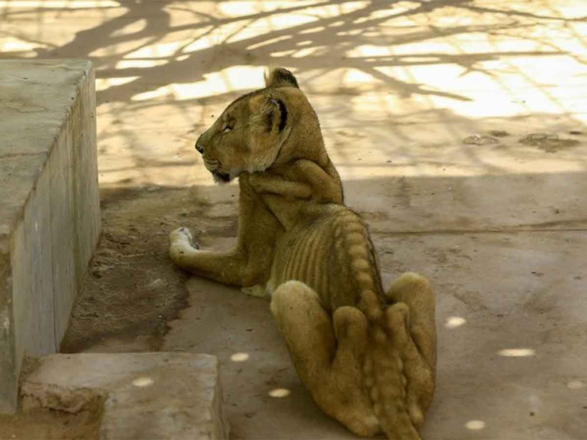 Galería: Leones esqueléticos indignan a usuarios en redes sociales