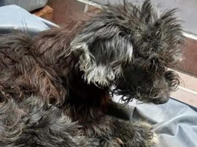 Abandonan a una perrita y le pegan los ojos para que no los siga