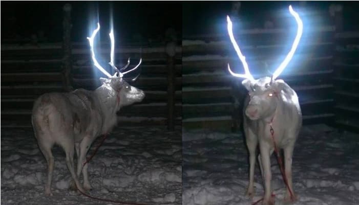 Pintan cuernos de venados para evitar ser atropellados de noche