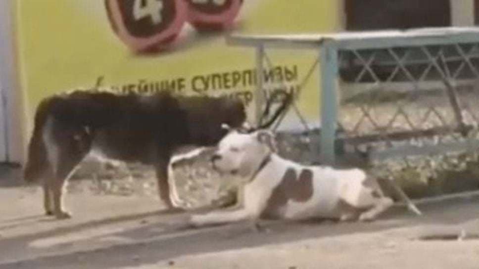VIDEO: Perrito callejero reacciona así al encontrar un pitbull amarrado a una reja