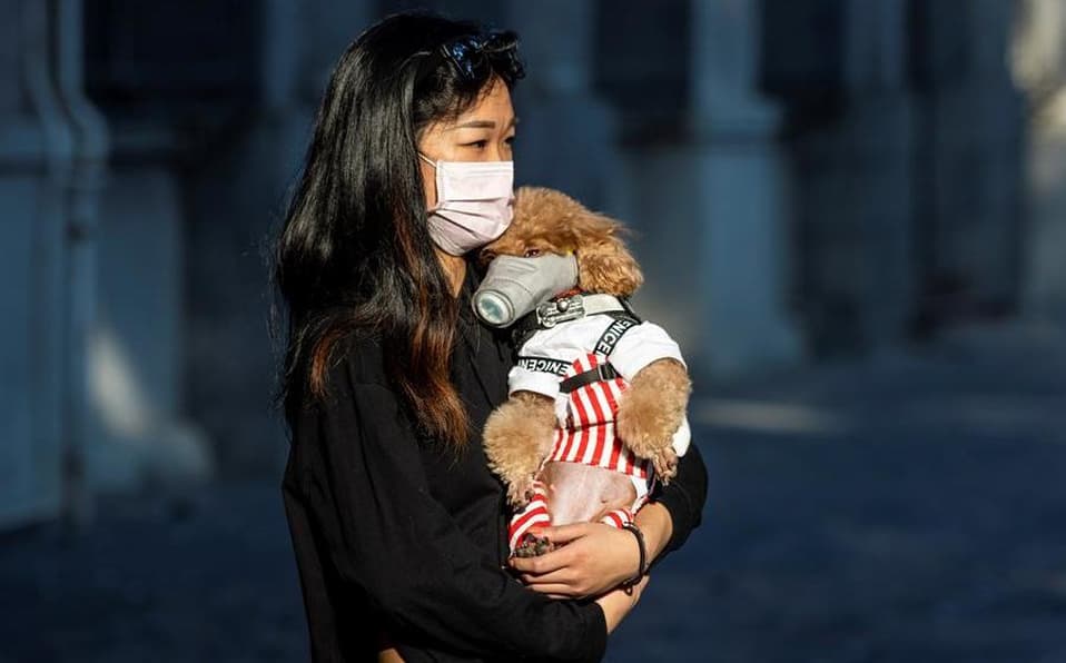 Detectan primero caso de coronavirus en perrito chino