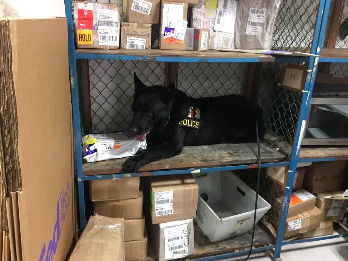 Policía canina de Playa del Carmen da otro golpe al hampa