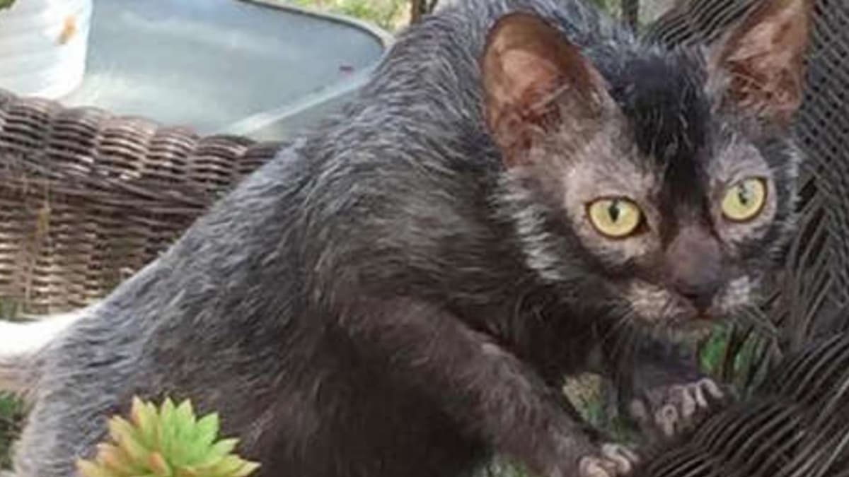 Fotos: Lobo, un gato que no parece gato