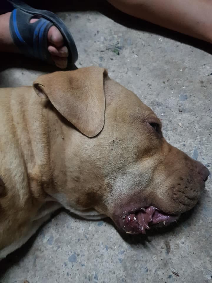 Perrita salva a sus amos de una letal cobra y muere estando preñada