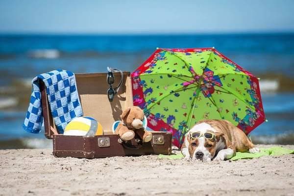 Los 6 mejores destinos pet friendly de México