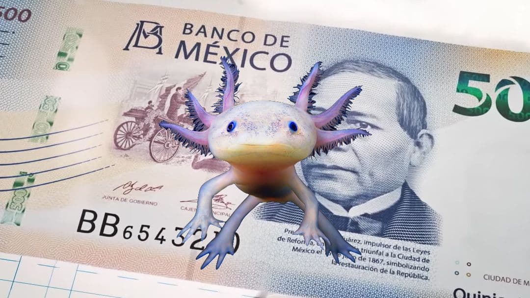 ¡El ajolote aparecerá en los nuevos billetes de 50 pesos!