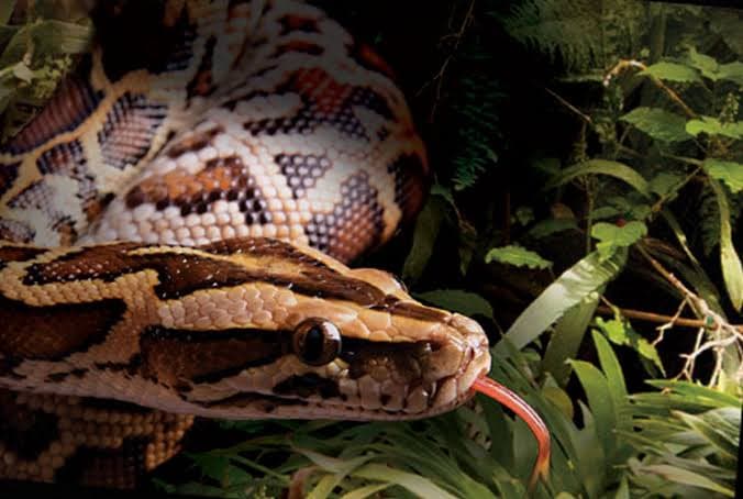 Cierran parte de un parque debido a orgía anual de serpientes en Florida