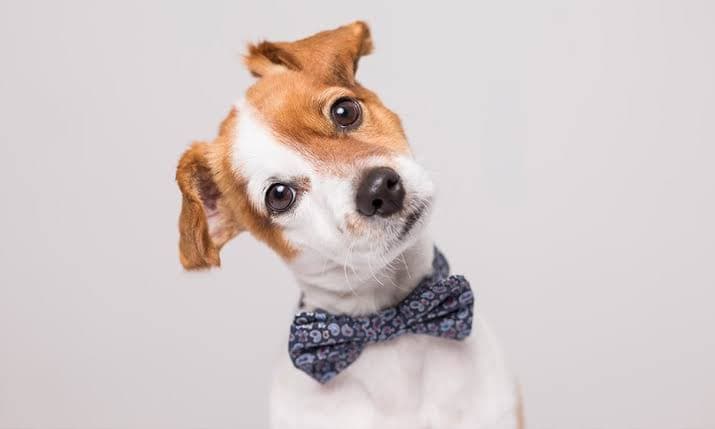 Los perros reconocen quién es buena o mala persona según estudio