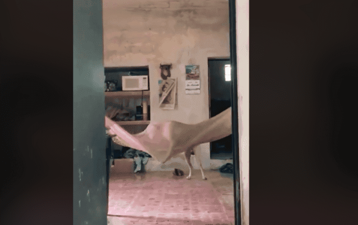 Video: Perrito yucateco se sube a su hamaca con increíble habilidad y se hace viral