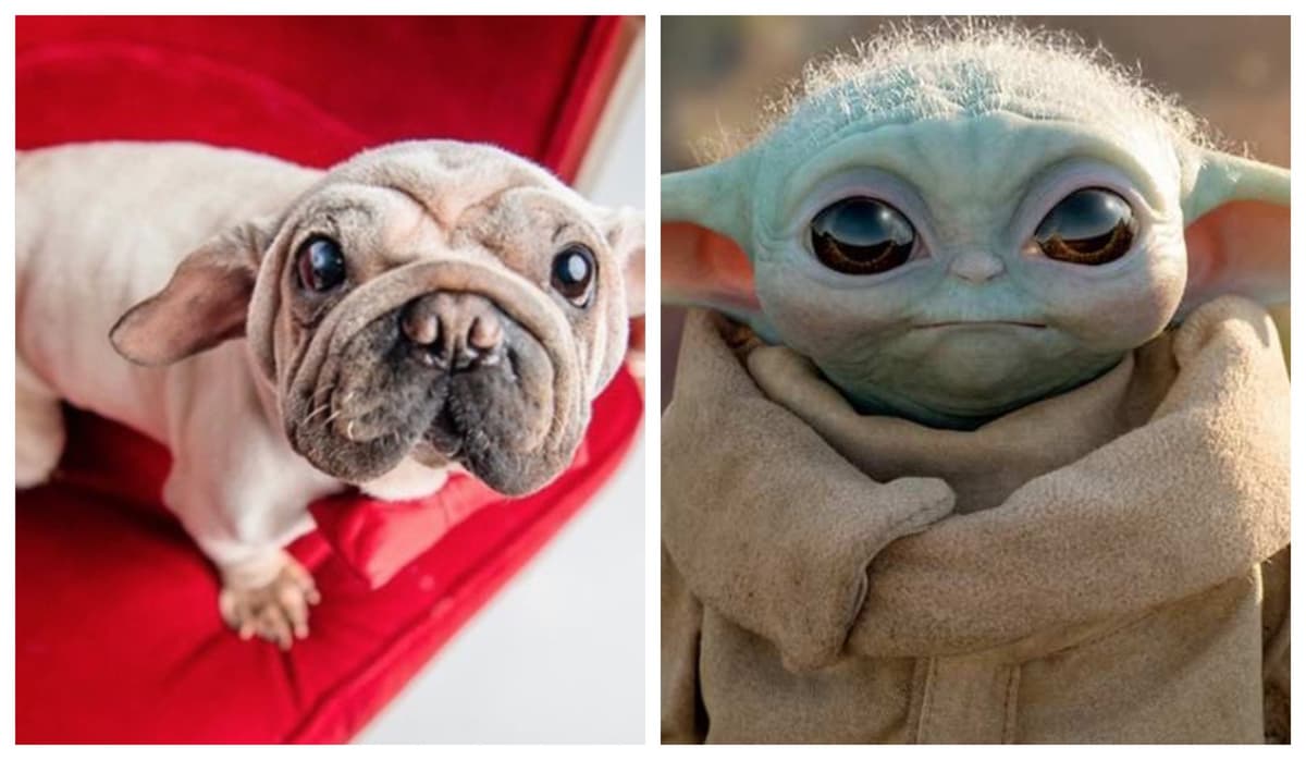 Perrito "Baby Yoda" conquista las redes sociales por su ternura