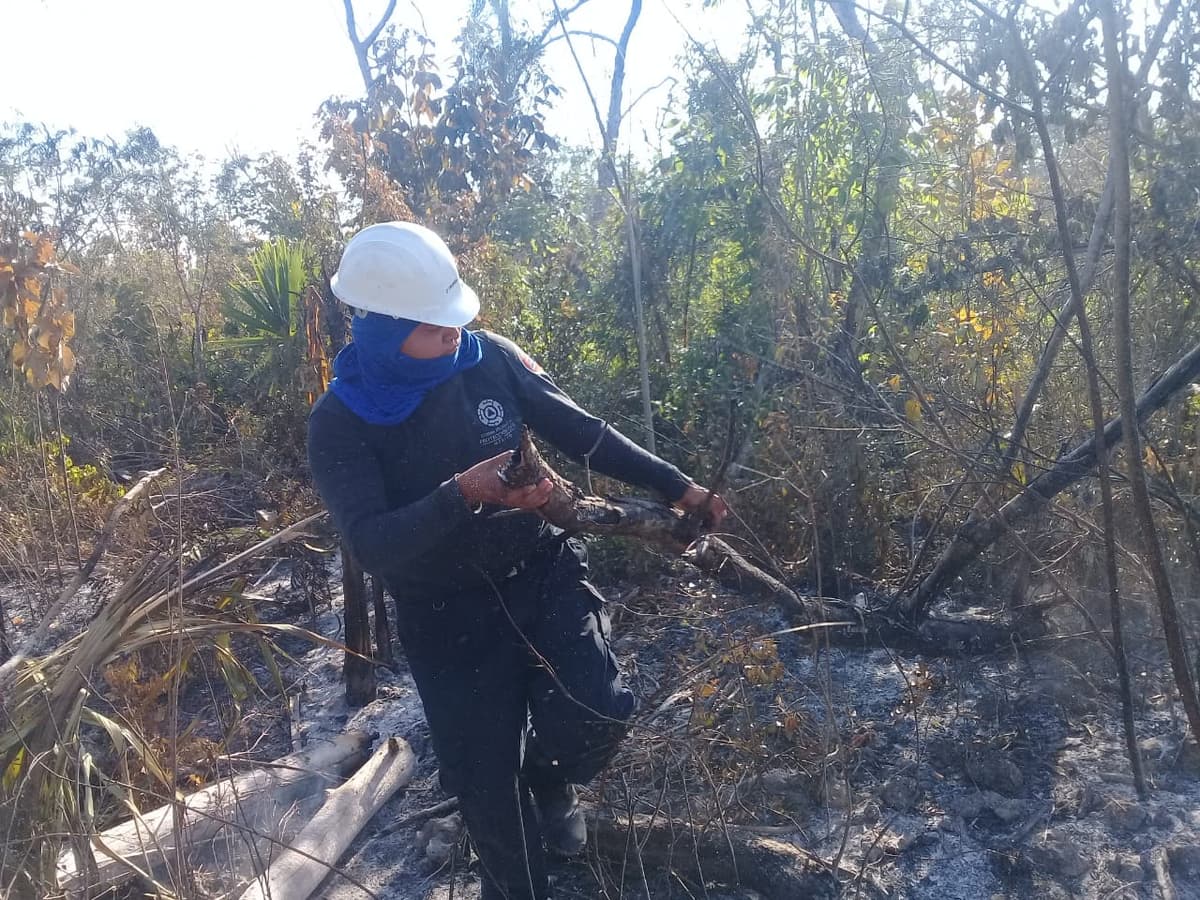 Arden 5 incendios forestales en el estado, y se espera que vengan más