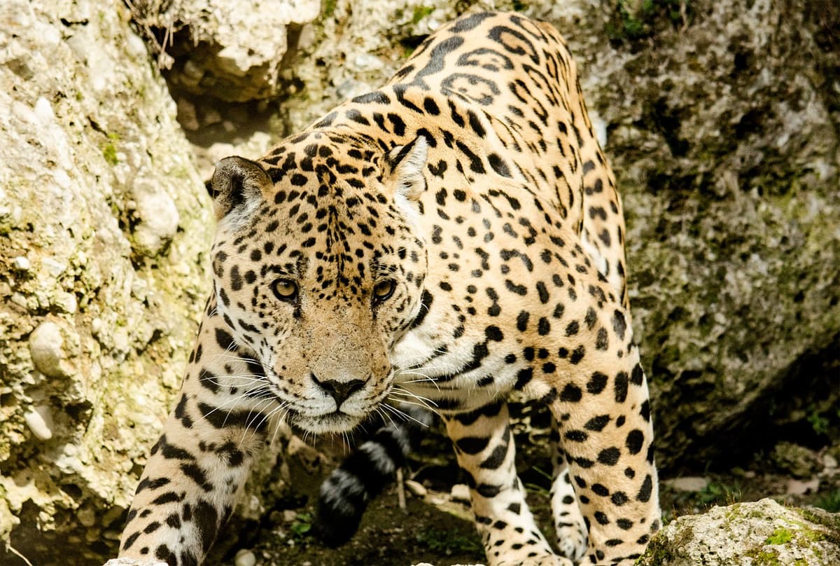 ¡Inédito! Jaguar se pasea libremente en Hotel Bahía Príncipe tras su cierre por coronavirus
