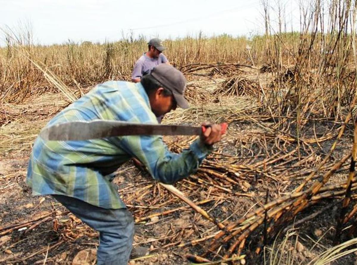Paga Gobierno del Estado deuda de cañeros con Conagua