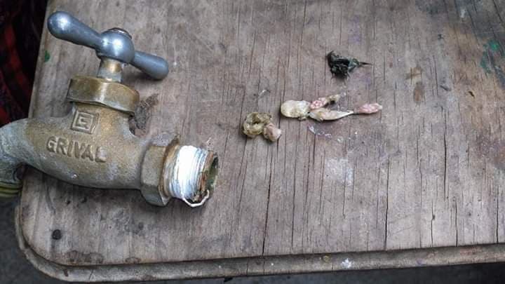 Fotos: Encuentran restos de extraña criatura en la llave de agua