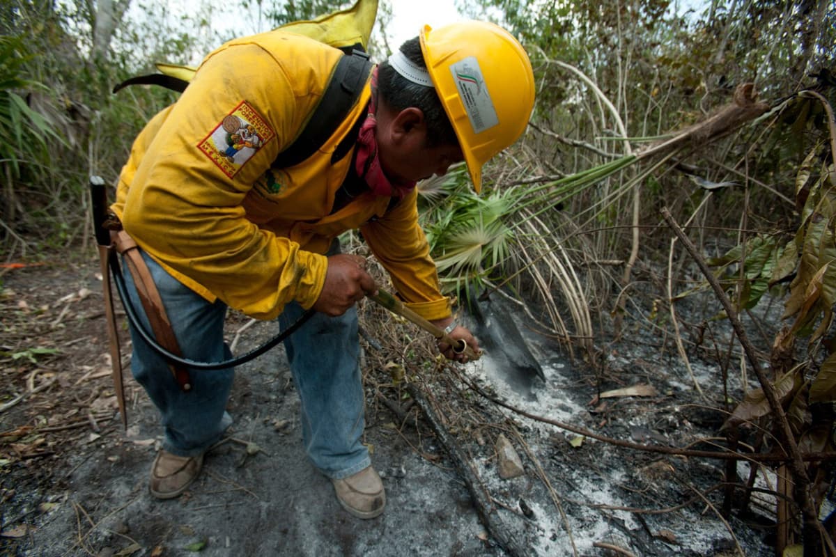 Investiga Profepa incendios causados en Mahahual
