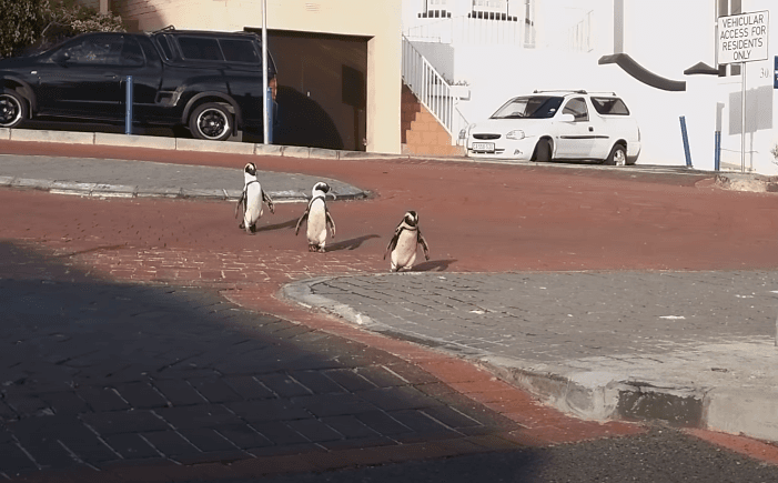 VIDEO: Pingüinos pasean por las calles vacías de Sudáfrica
