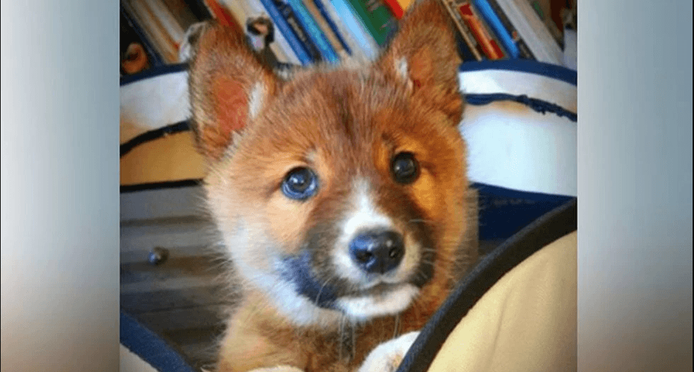 FOTOS: Águila dejó caer un supuesto perrito que resultó ser una especie casi extinta