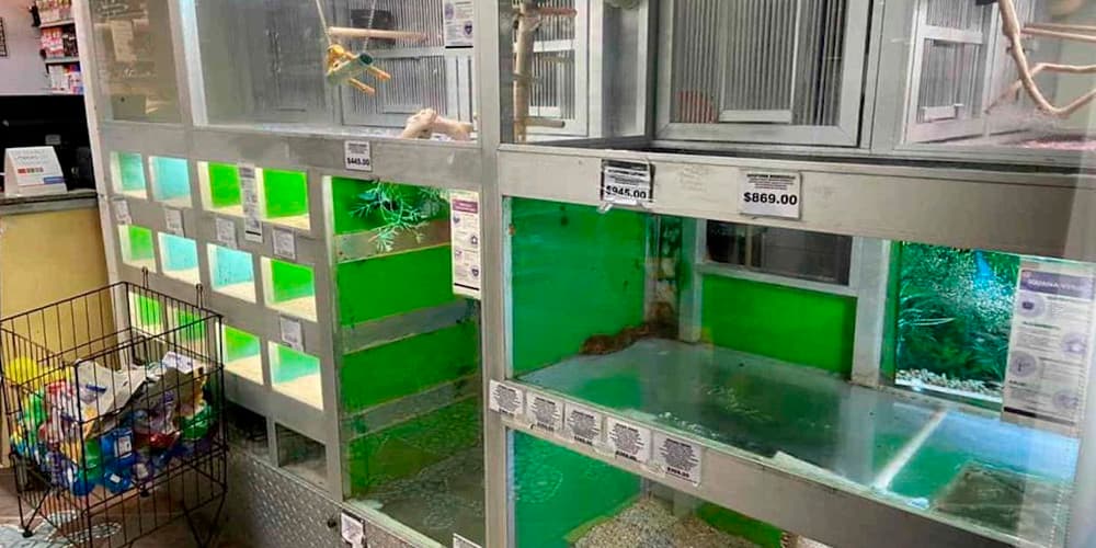 Evidencian abandono de animales en tiendas ‘+KOTA’ en Veracruz