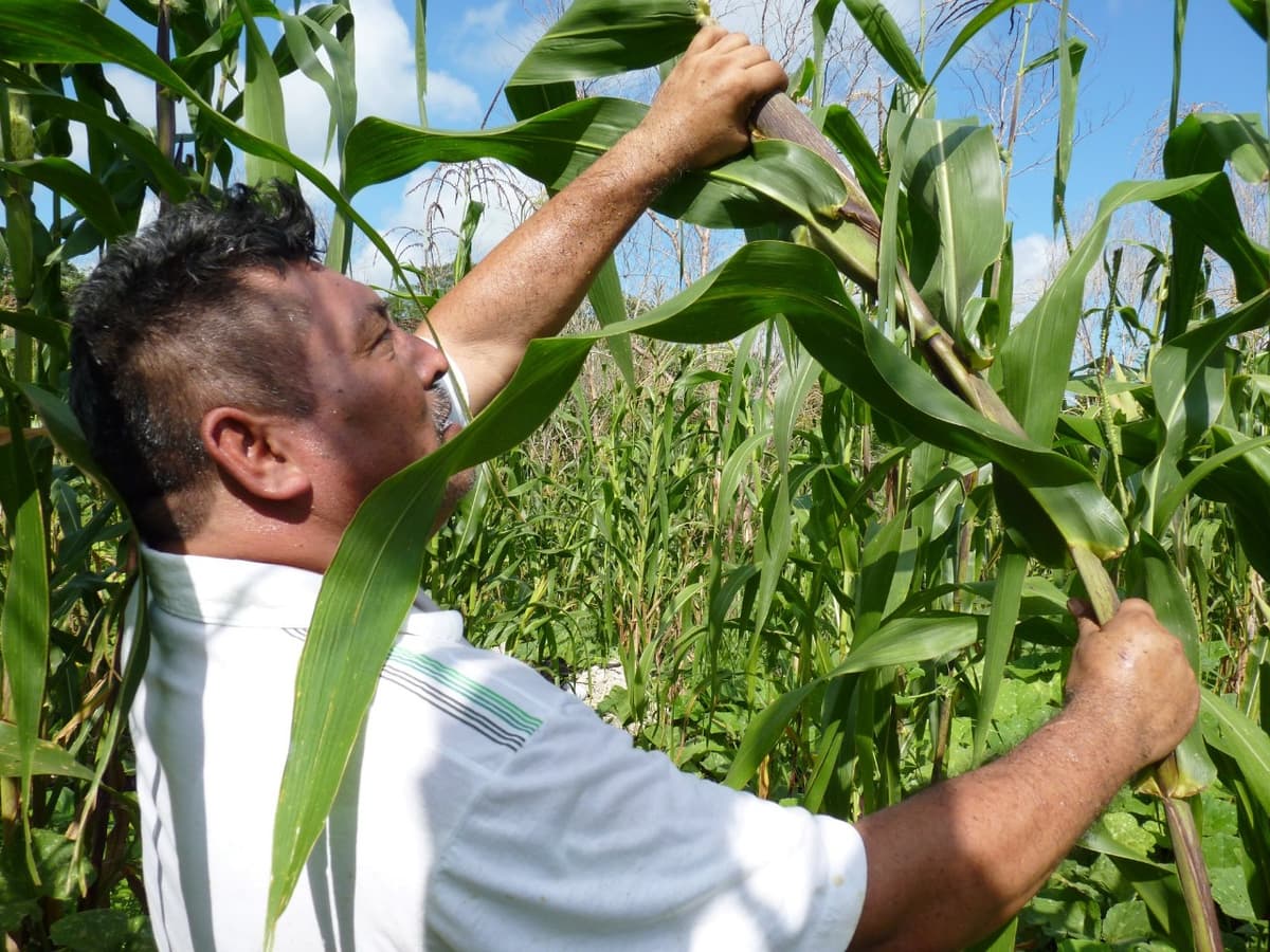 Liberará Sader 199 mdp en apoyos agrícolas en Quintana Roo
