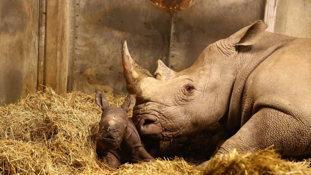 Video: Nace cría de rinoceronte blanco, una especie casi extinta, en zoológico de Dinamarca