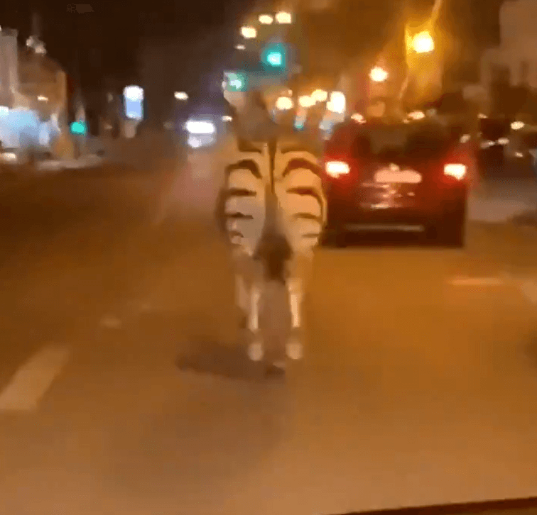Video: una cebra y dos caballos se escapan de un circo y pasean por París
