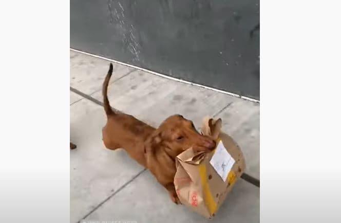 Video: Perrito salchicha reparte comida durante la cuarentena en Canadá