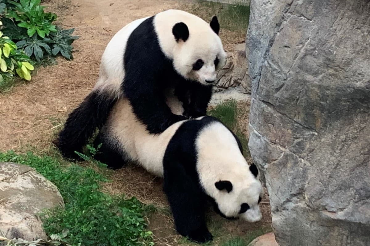 Por Covid-19, pandas de zoológico hacen el amor después de 10 años