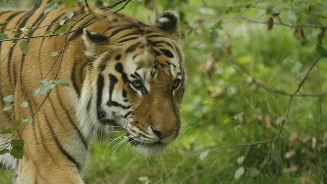 Un tigre del zoológico de Nueva York da positivo a Covid-19