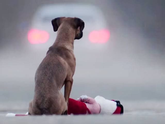 Por Covid-19, temen aumente el abandono de mascotas