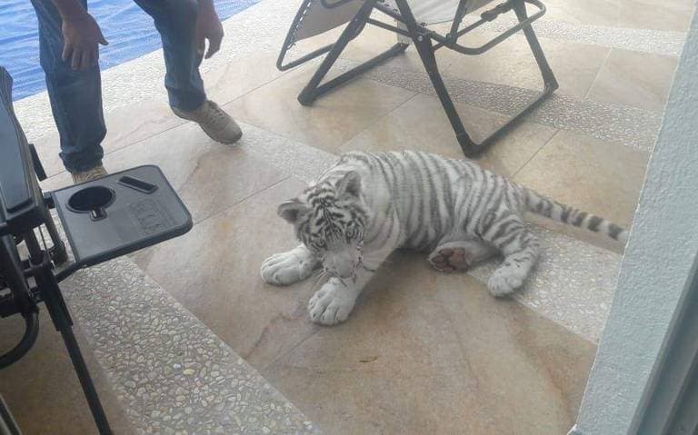 ¡Encuentran tigre bebé en calles de Querétaro!