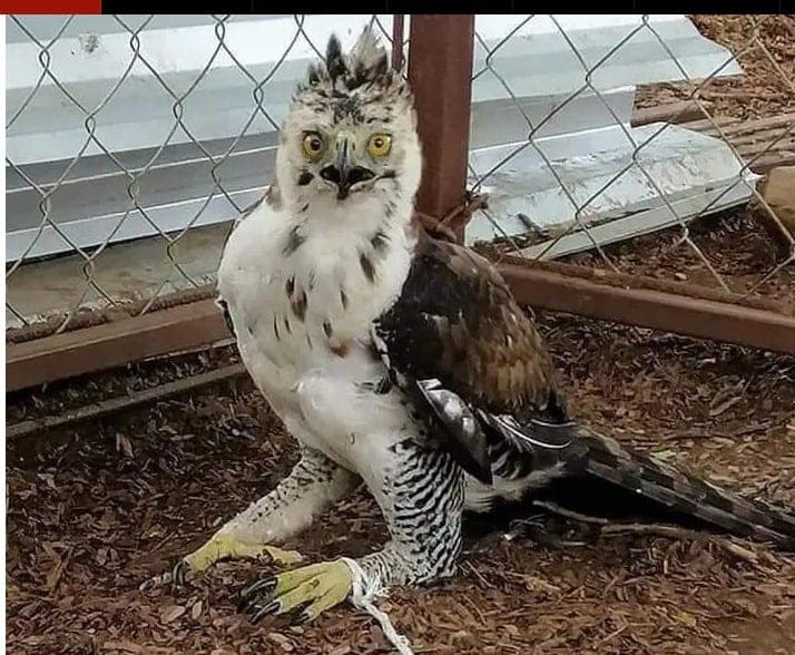 Muere águila considerada en peligro de extinción en zoológico de Chetumal