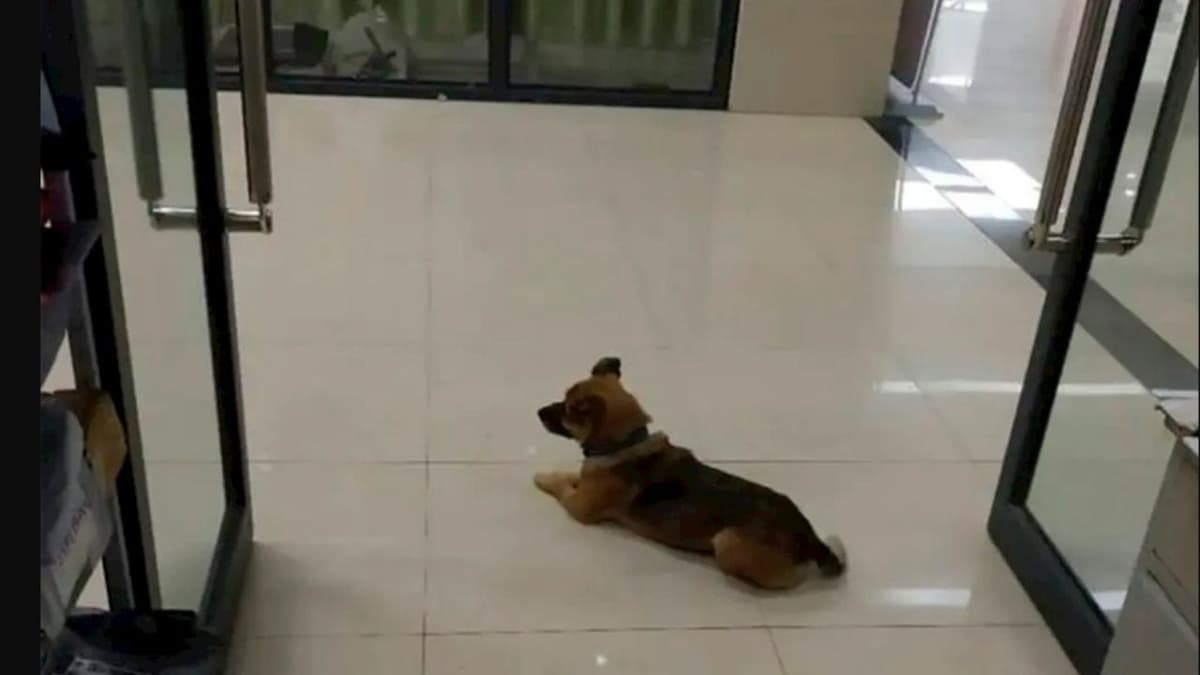 Perrito esperó por meses a su dueño afuera del hospital pero ya había muerto por Covid-19