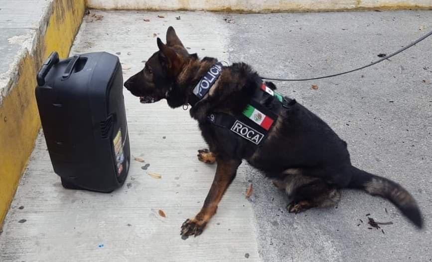 Perro policía descubre marihuana oculta en una bocina en Playa del Carmen