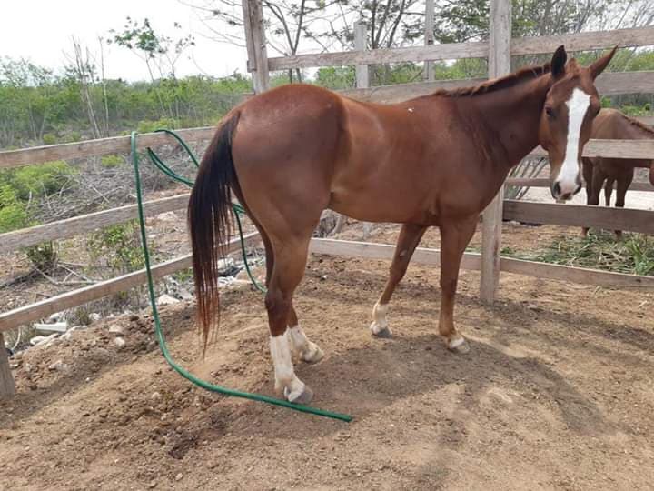 Encuentran a zoofílico dándole con todo a un caballo y lo arrestan en Chetumal