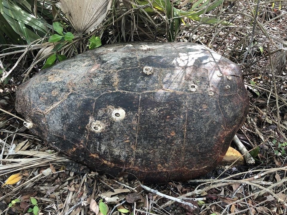 Matan tortuga marina, cargada de huevos, en Mahahual