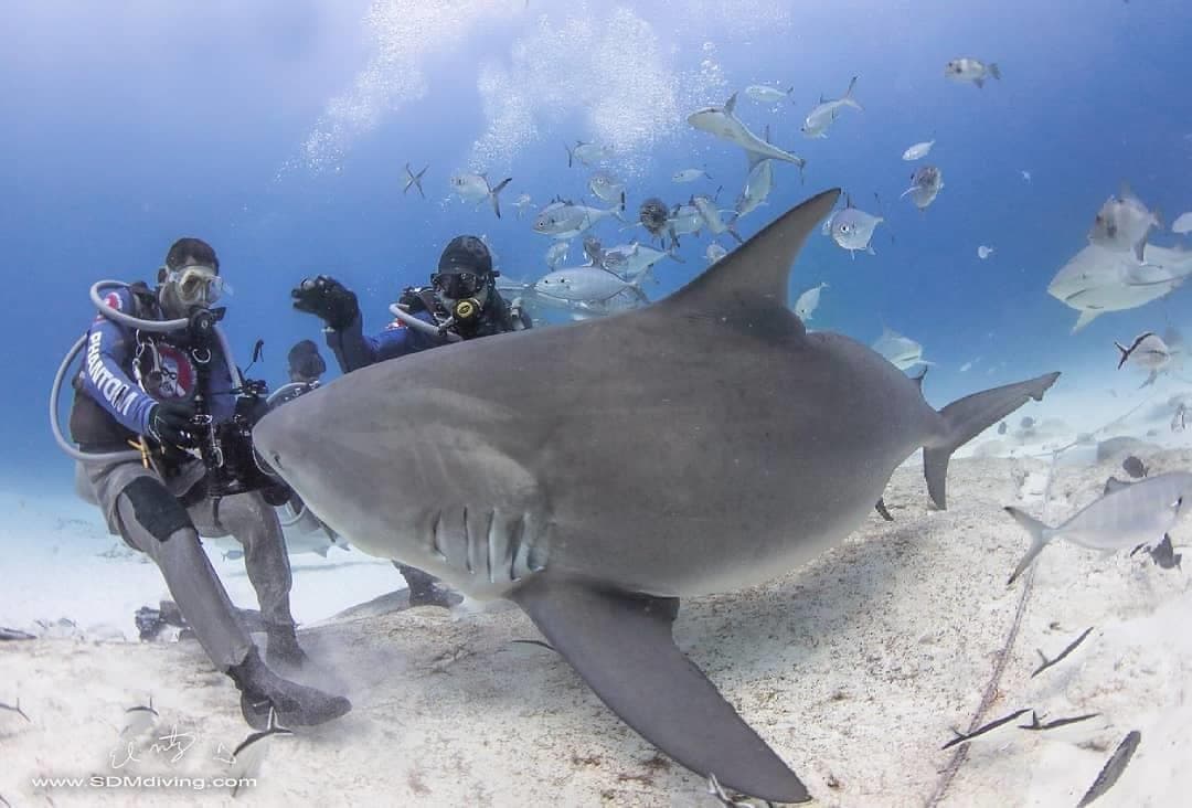 Ella es Sharkira, tiburón que volvía cada año a Playa del Carmen y ayudaba a la ciencia