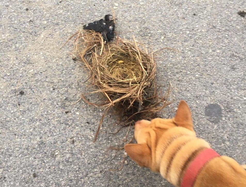 En plena cuarentena playenses destruyen nidos de zanates