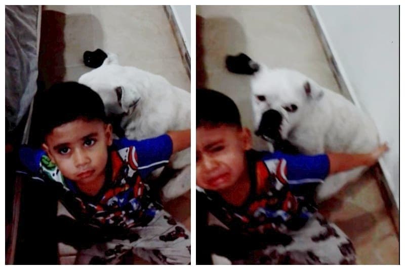 Video: Niño defiende a su perrito de los 'chanclazos' de su mamá