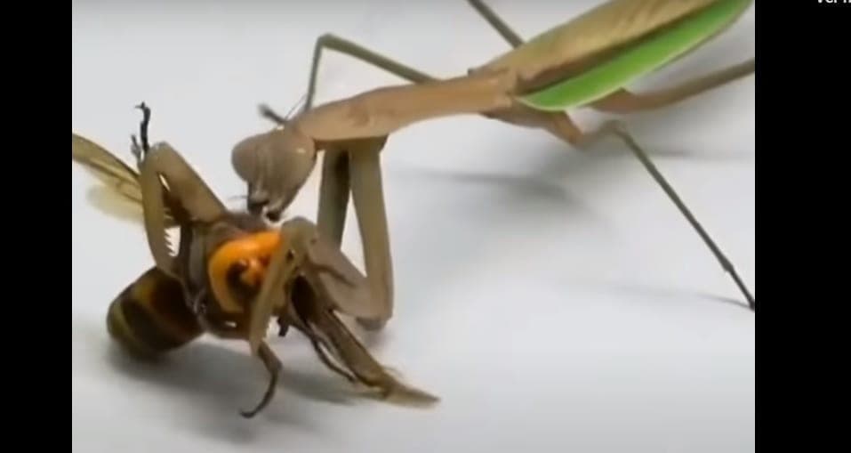 Video: Mantis religiosa acaba en segundos con el "avispón asesino"