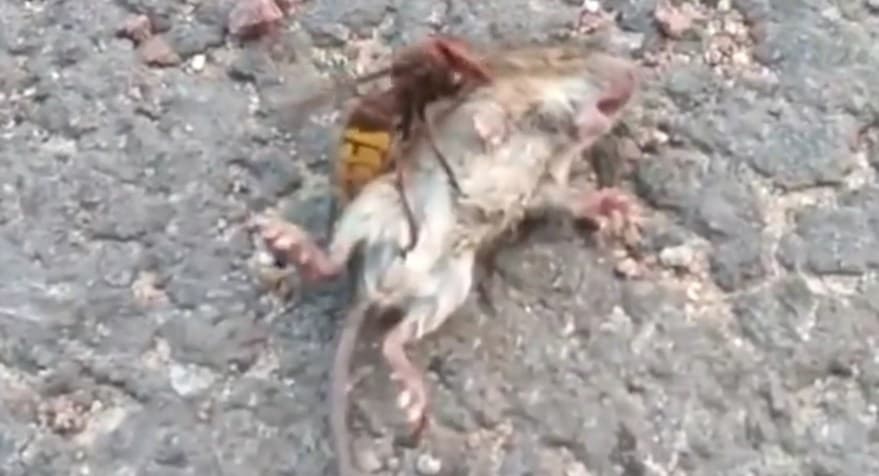 Video: Captan 'avispa asesina' matando a un ratón ¡en menos de un minuto!