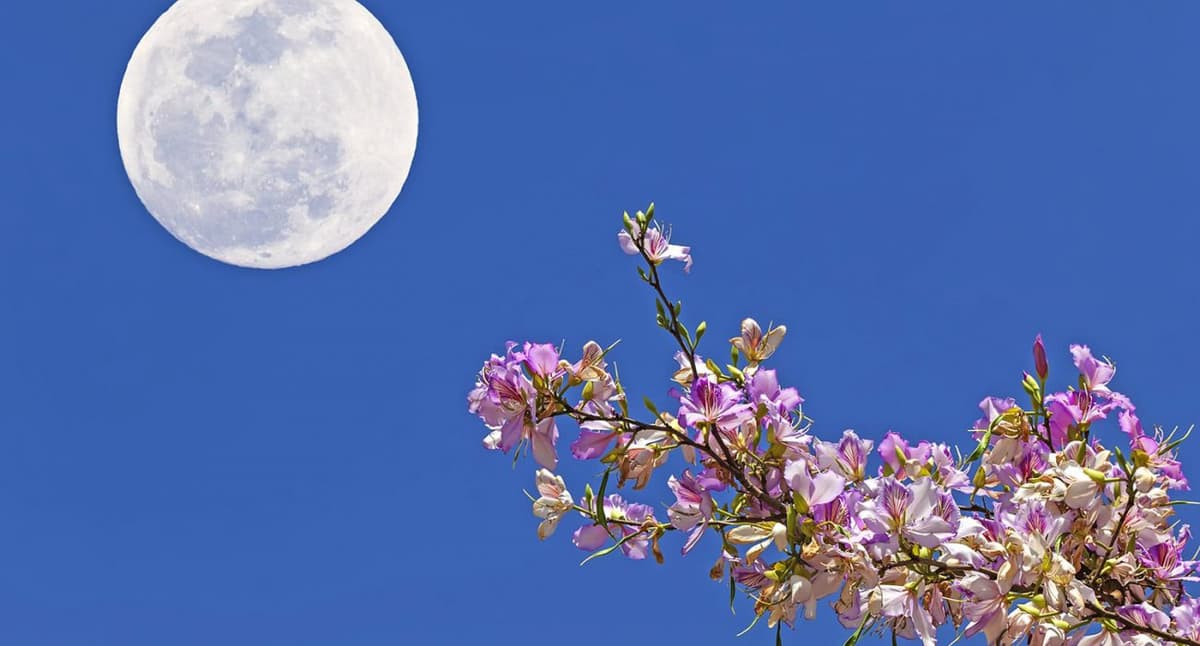 No te pierdas la superluna de Las Flores ¡Es la última del año!
