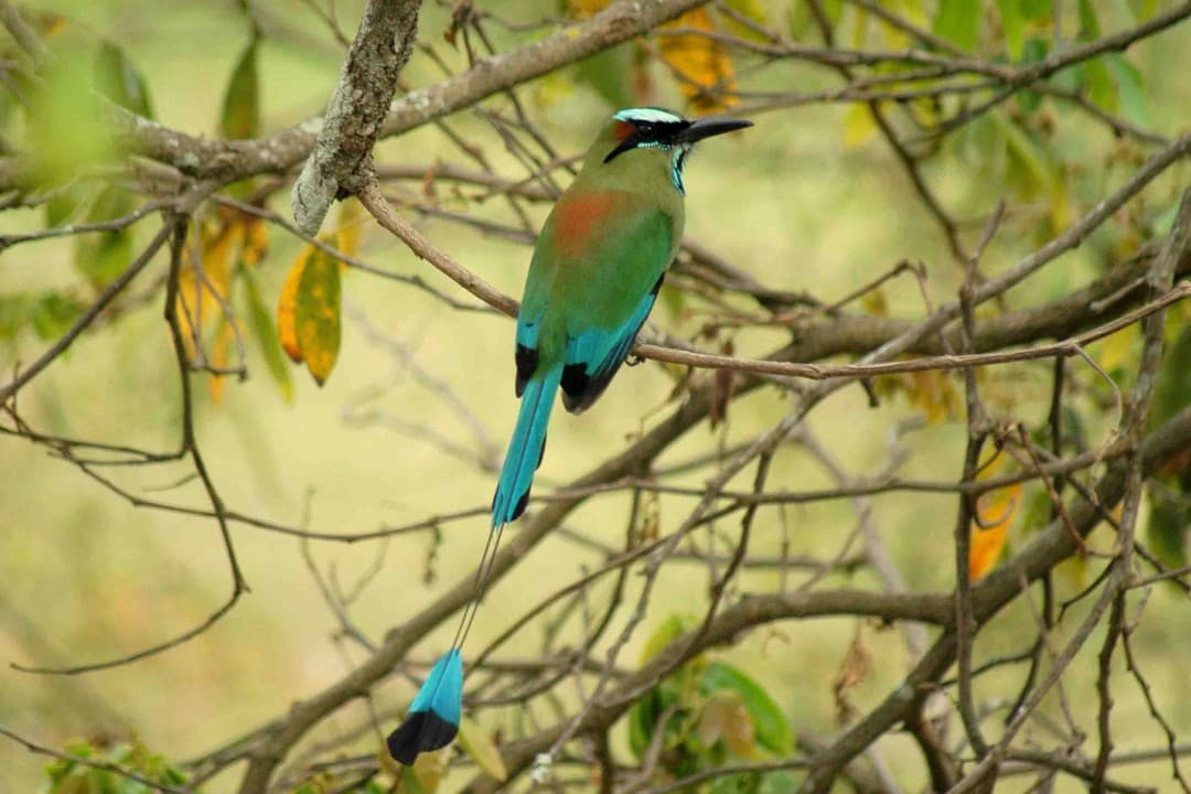 Tour Virtual “Pajareando por Quintana Roo” promoverá turismo en la Zona Sur
