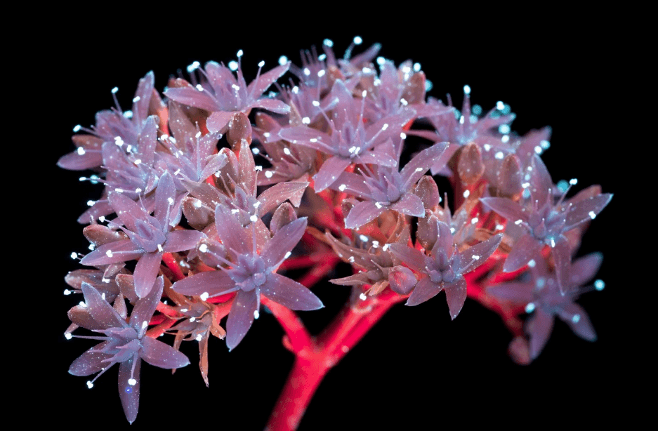 Galería: Así ven las abejas a las flores