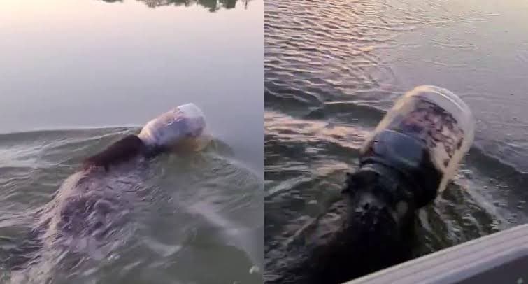 Video: Encuentran oso nadando con un bote de plástico ¡en la cabeza!