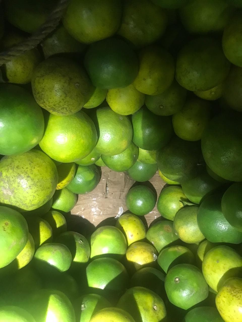 ¡Los cacharon! Llevaban marihuana escondida entre naranjas en Chetumal