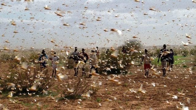Brasil enciende las alarmas por plaga de langostas