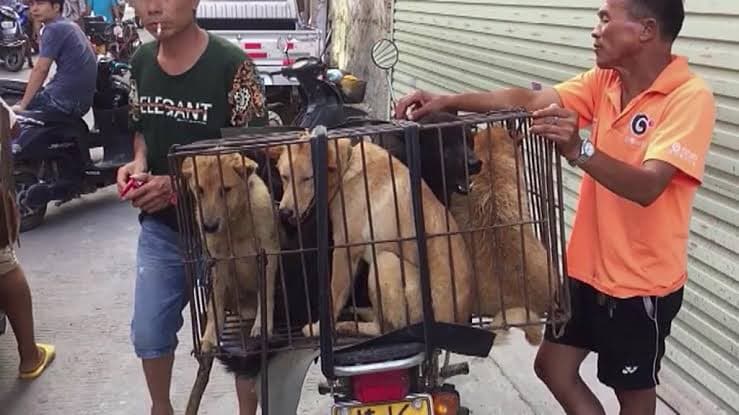 China inaugura su feria anual de carne de perro en plena pandemia